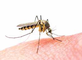 Minimizing Your Risk of Zika Virus
