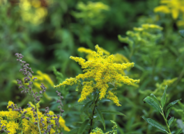 Don’t Let Ragweed Stop Your Fitness Routine