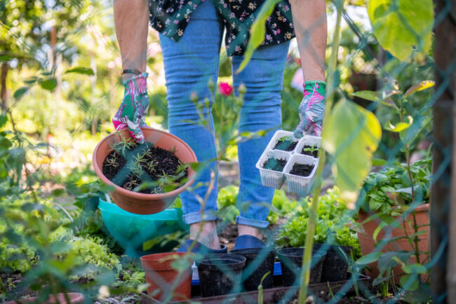 Woman gardening in her backyard and practicing proper posture to prevent injury